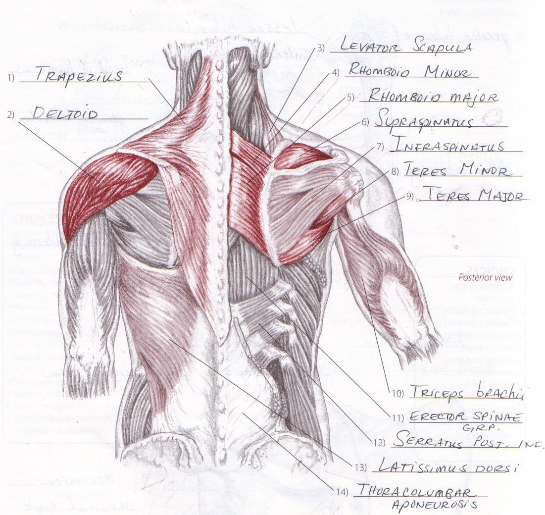 Передний пучок дельтовидной мышцы