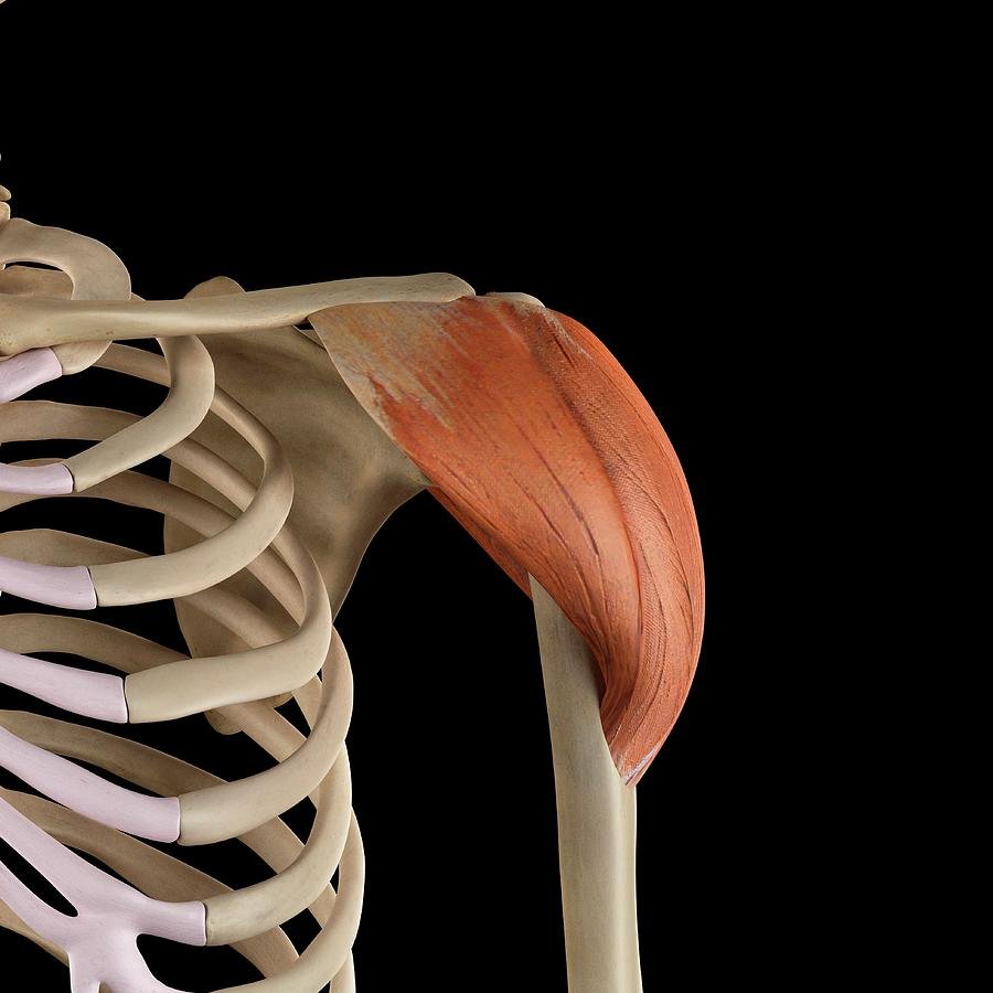 Дельтовидная мышца плеча анатомия