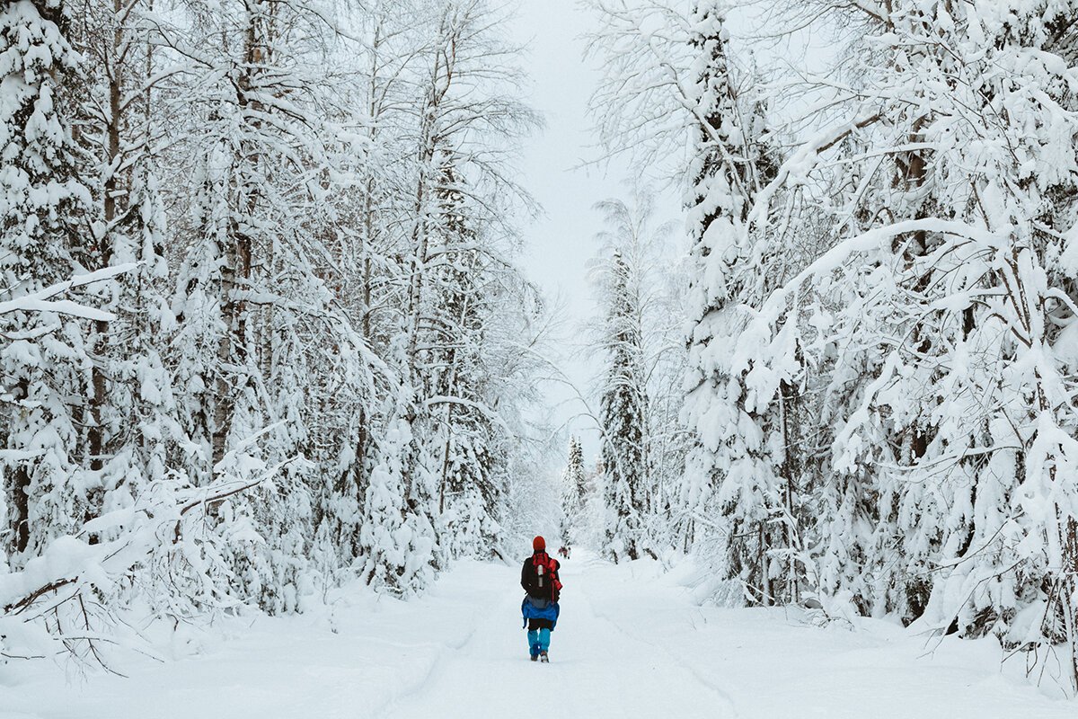 Зимний лес Пермь
