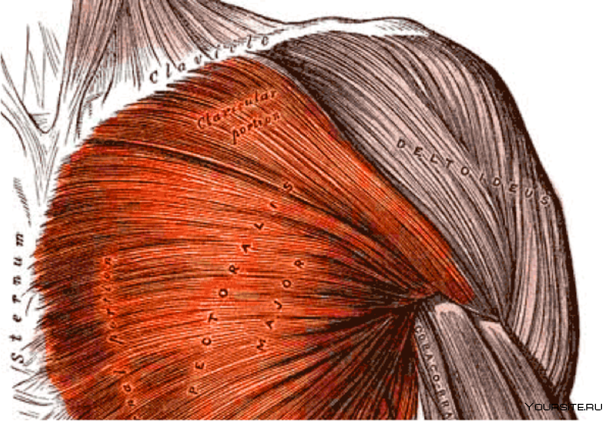 Дельтовидная мышца задняя часть
