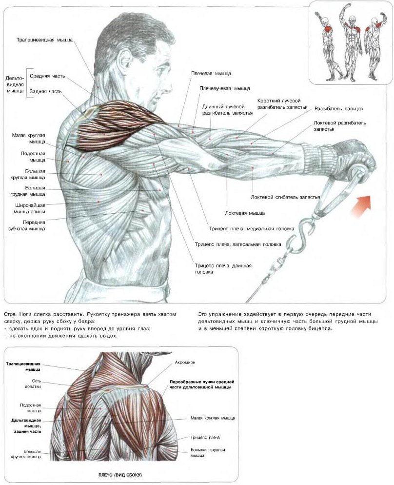 Мышцы плечевого пояса дельтовидная мышца