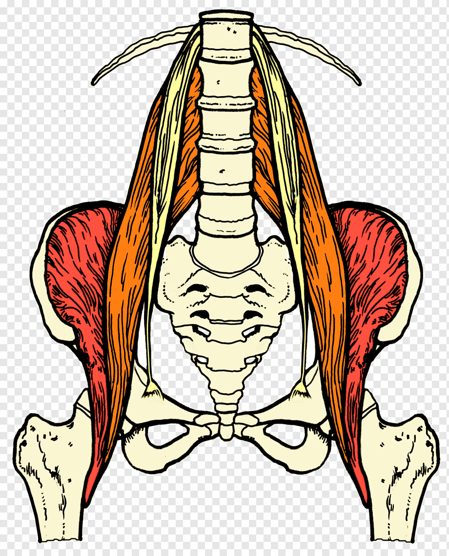 Musculus PSOAS Major анатомия