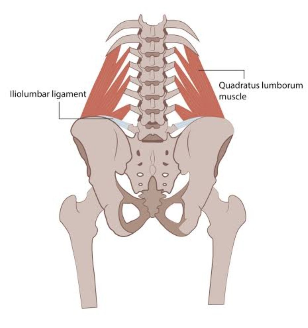 Quadratus Lumborum мышца
