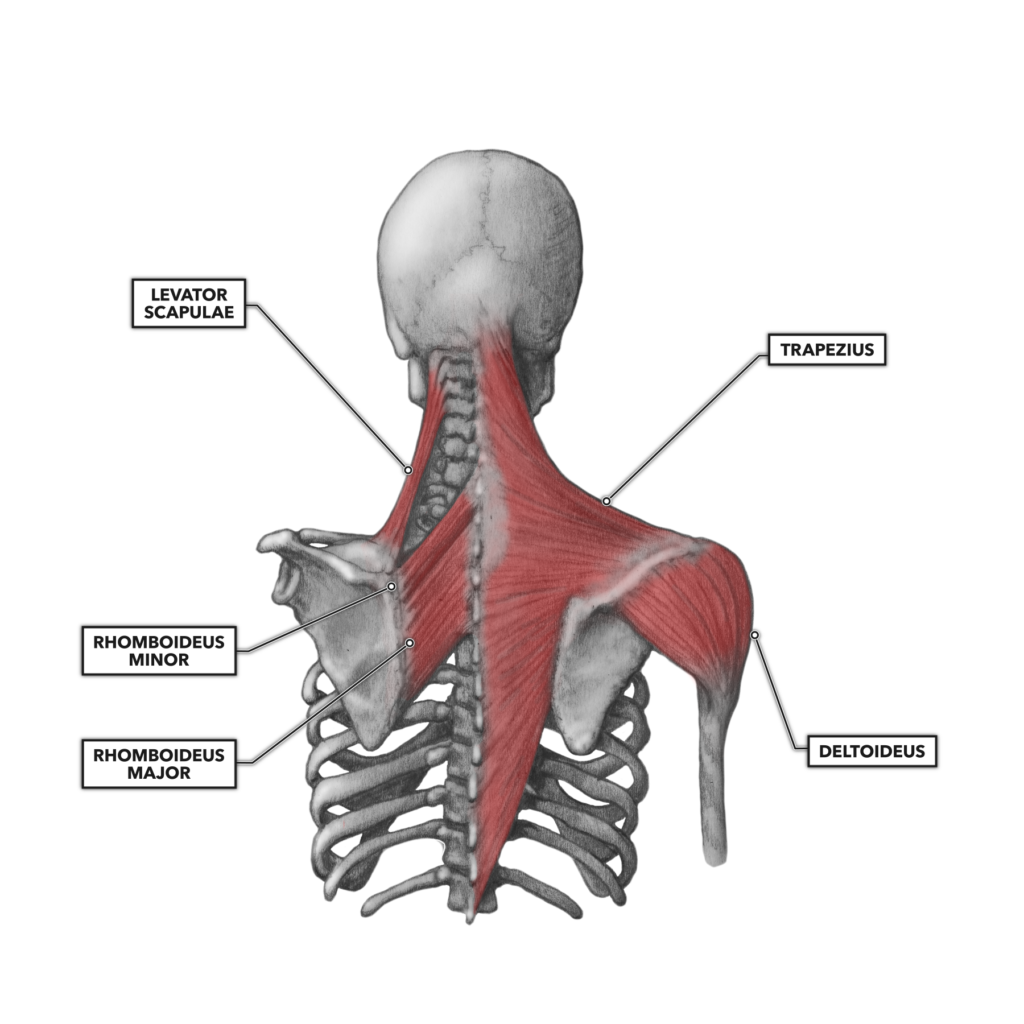 Квадратная мышца спины