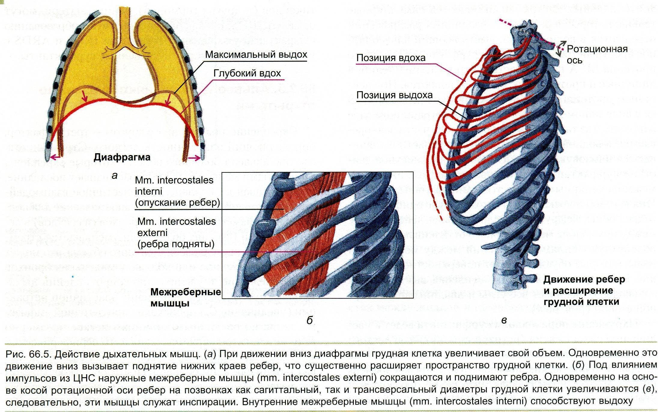 Межреберное дыхание упражнения. Наружные межреберные мышцы дыхание. При вдохе наружные межреберные мышцы и диафрагма. Вдох расширение грудной клетки мышцы. Внутренние межреберные мышцы при вдохе.