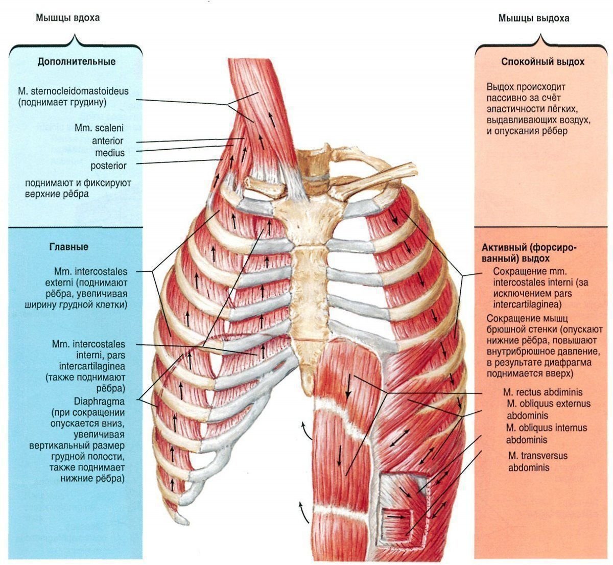 Межреберные мышцы и диафрагма