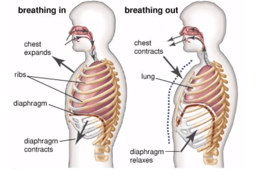 Диафрагмальное дыхание техника