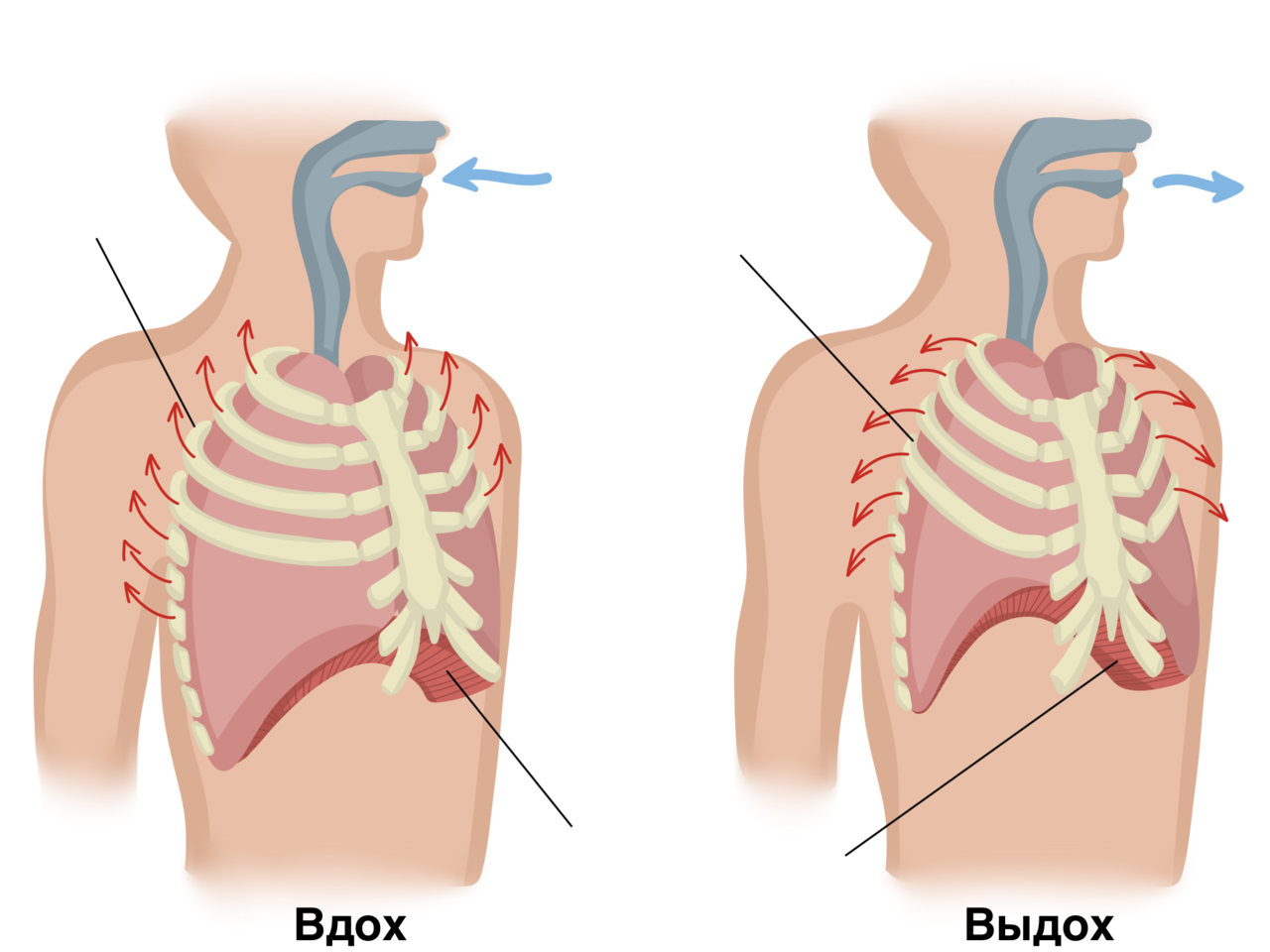 Дыхательная система механизм вдоха и выдоха. Дыхательная система вдох и выдох. Дыхательные мышцы. Дыхание легкие. С первым вдохом