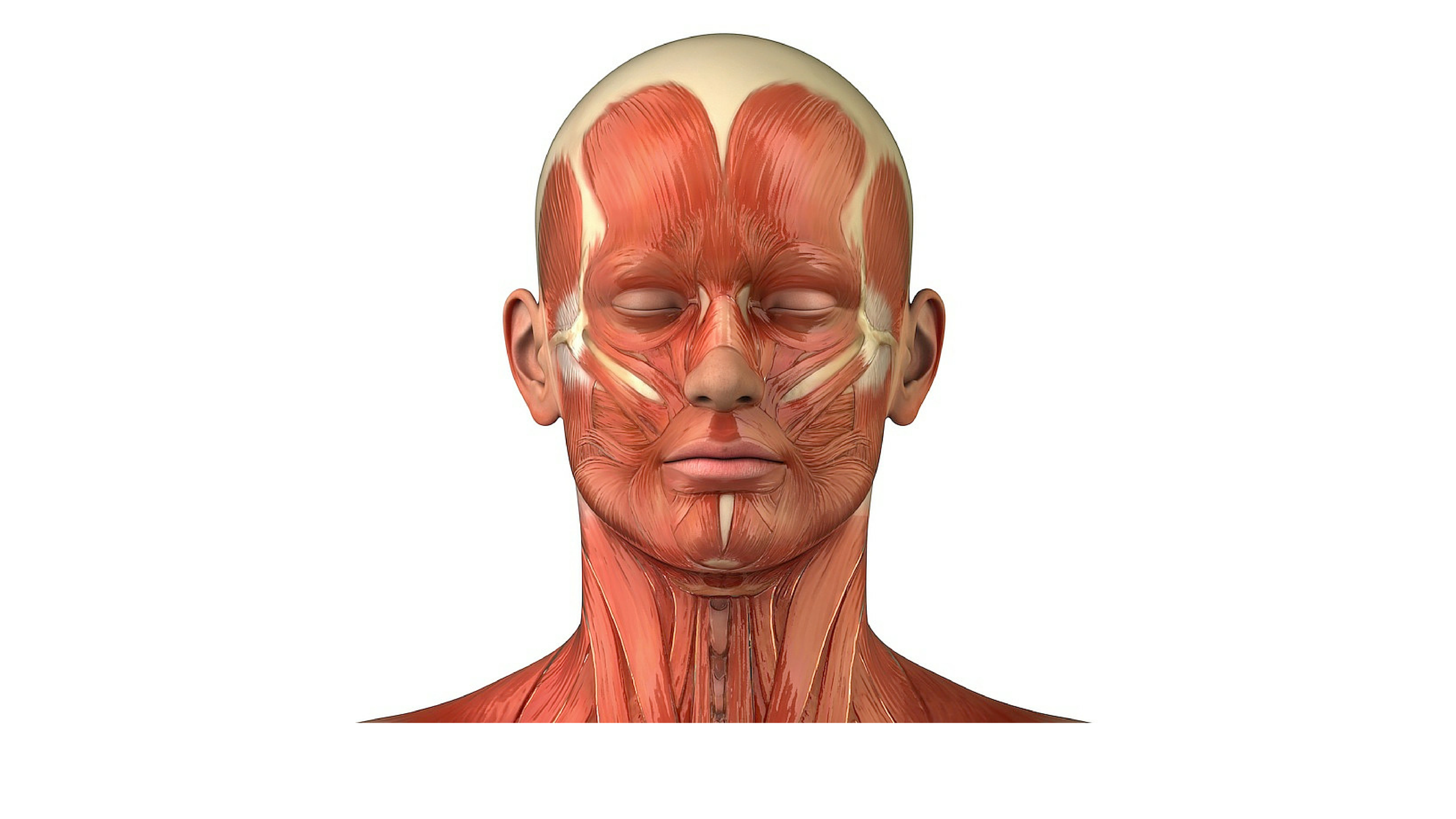 Косметология мышцы. Атлас мышц лица и шеи человека для косметолога. Мимические мышцы анатомия человека. Мышцы лица и шеи анатомия для косметологов. Мимические мышцы лица анатомия атлас.