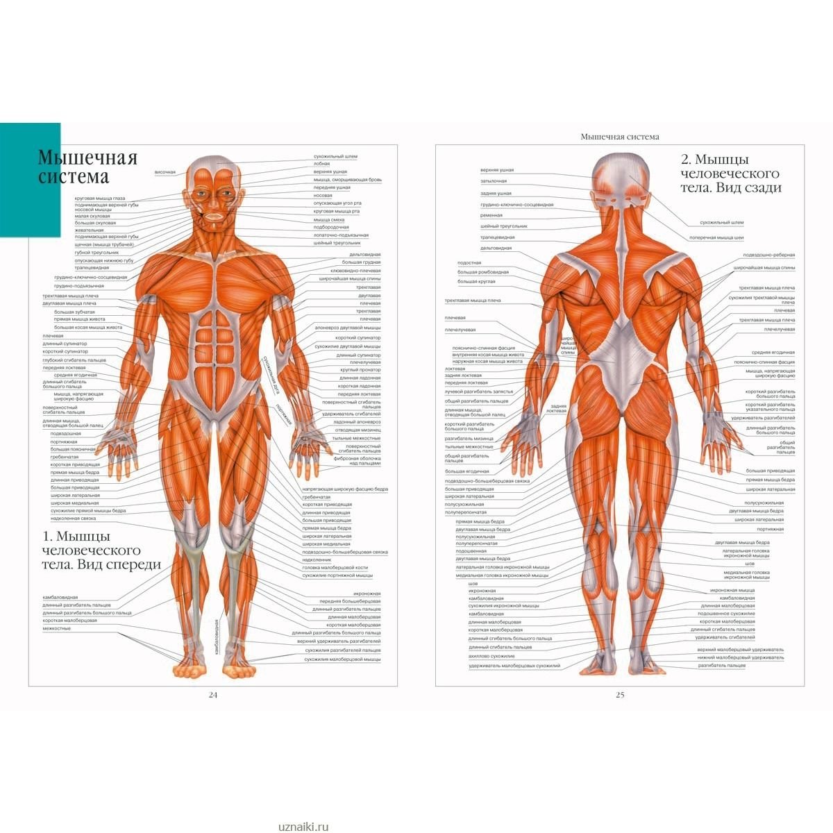Атлас мышечной системы человека анатомический
