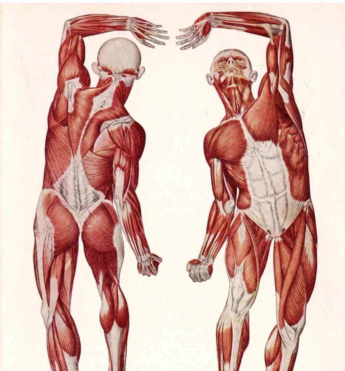 Мышцы человека схема с названиями и их функции