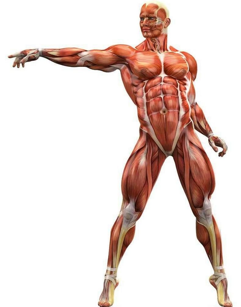 Мышцы туловища человека