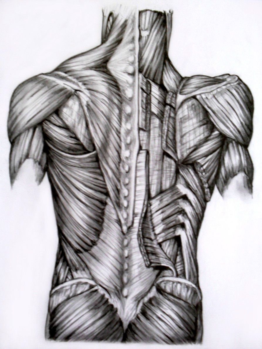 Anatomy 3d мышцы