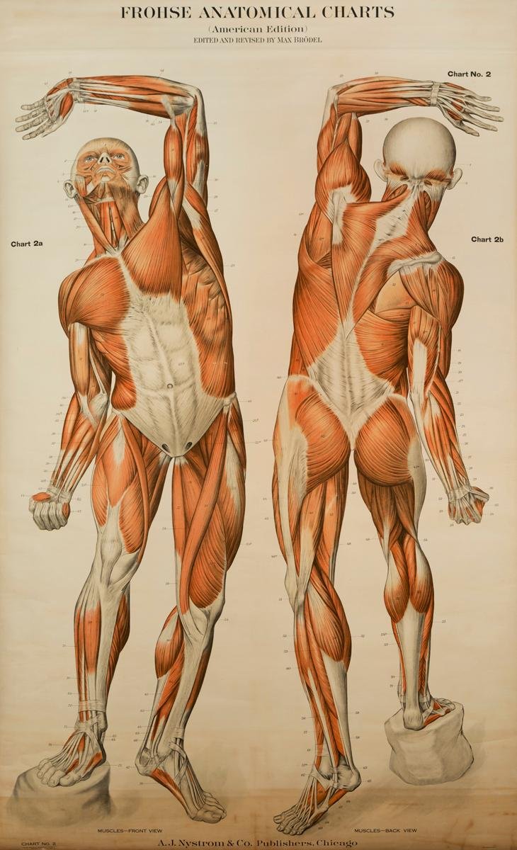 Трапециевидная мышца пластическая анатомия