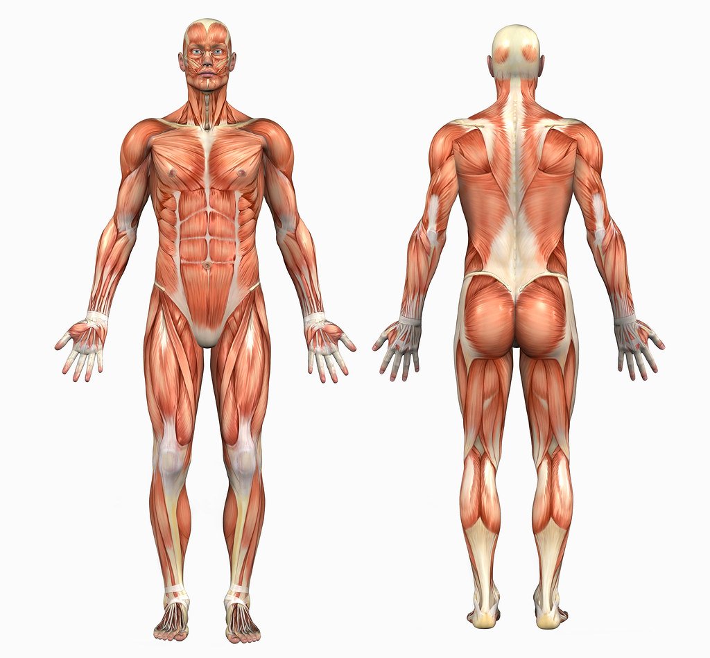 Анатомия мышечной системы