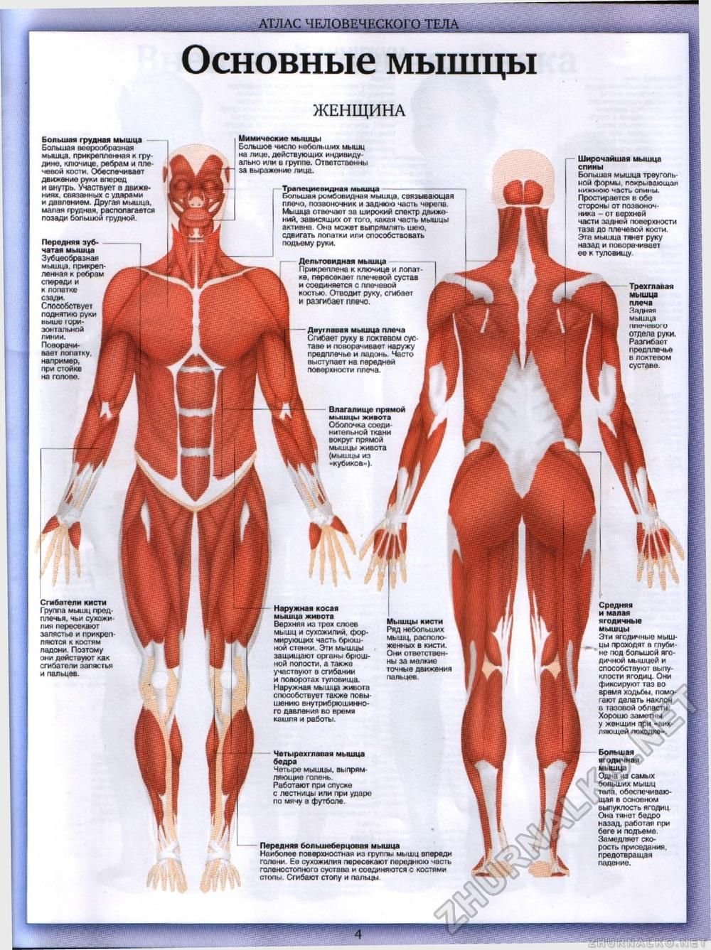 Анатомическая карта человека мышцы