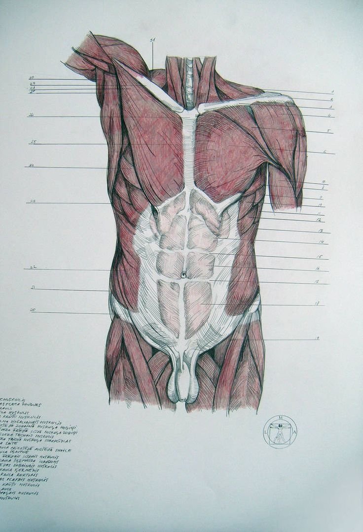 Мышцы грудной клетки анатомия