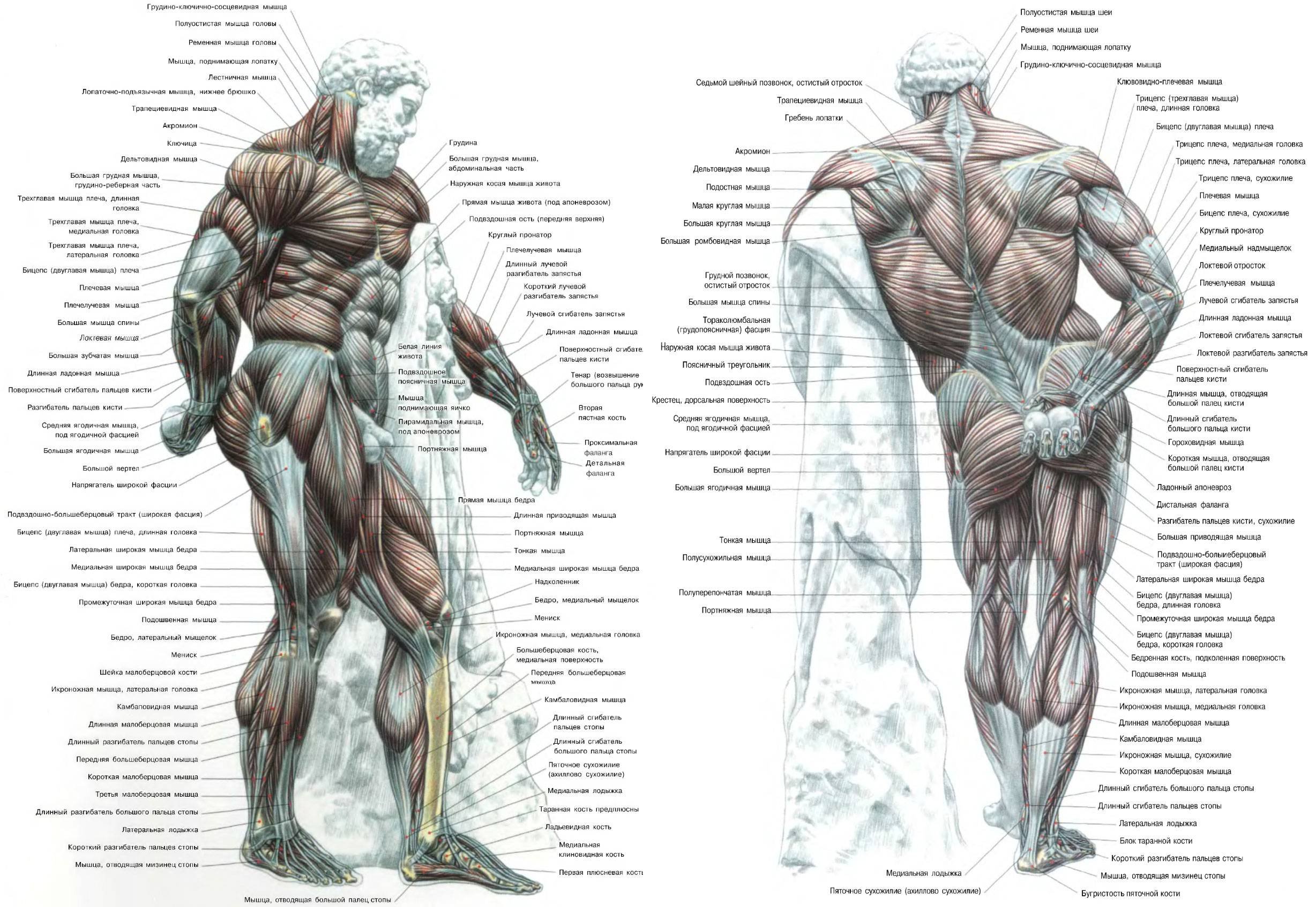 Мышцы человека схема