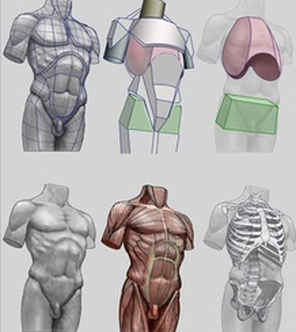 Анатомия торс человека анатомия