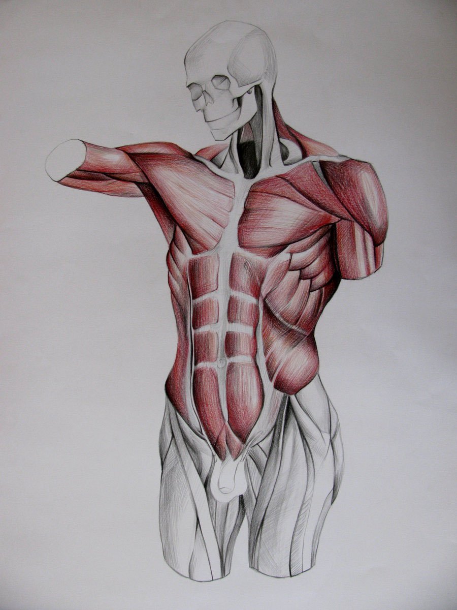 Анатомия Баммес мышцы груди