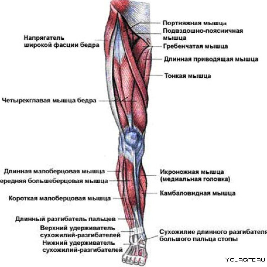 Мышцы ягодиц анатомия строение