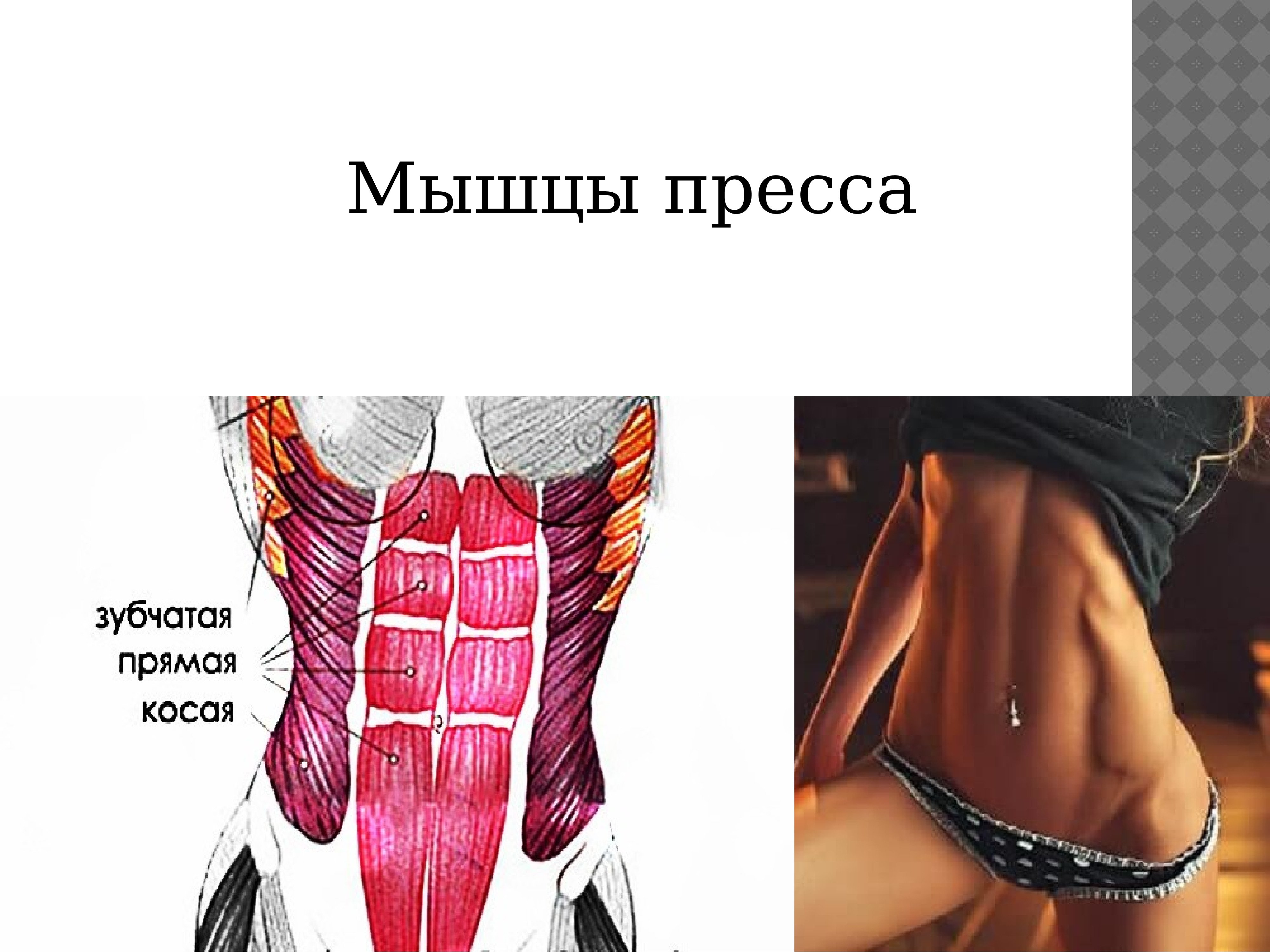 Сильные мышцы живота. Мышцы пресса. Боковые мышцы живота. Косые мышцы. Наружная косая мышца живота.