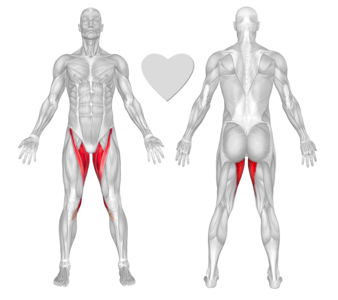 Musculus Adductor Longus