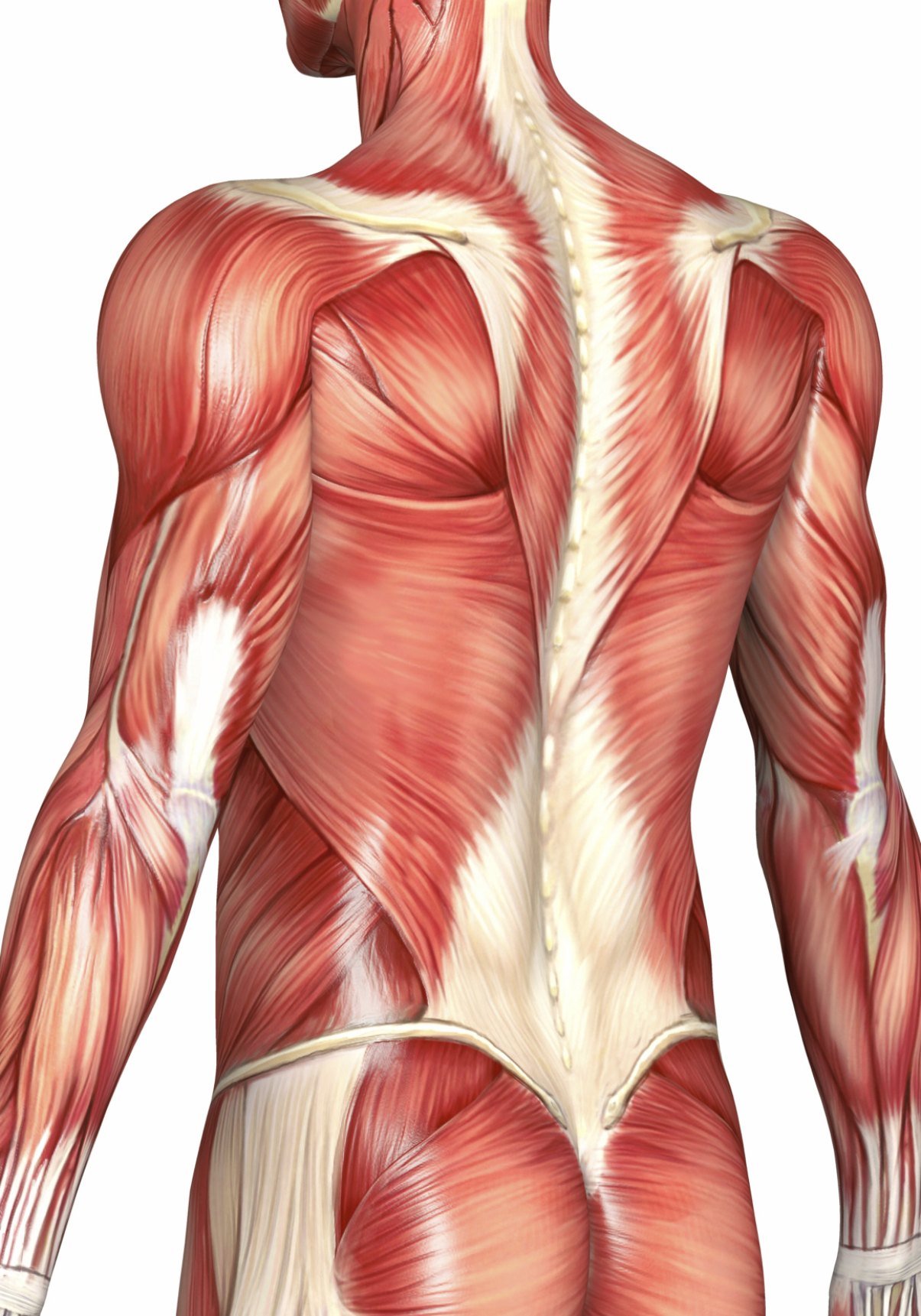 поясничная мышца спины анатомия картинки