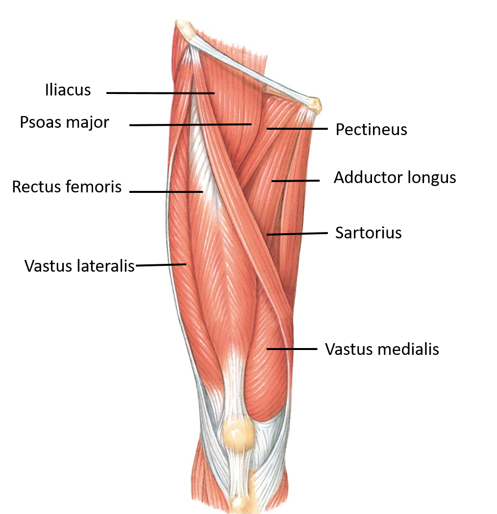 M. biceps femoris анатомия