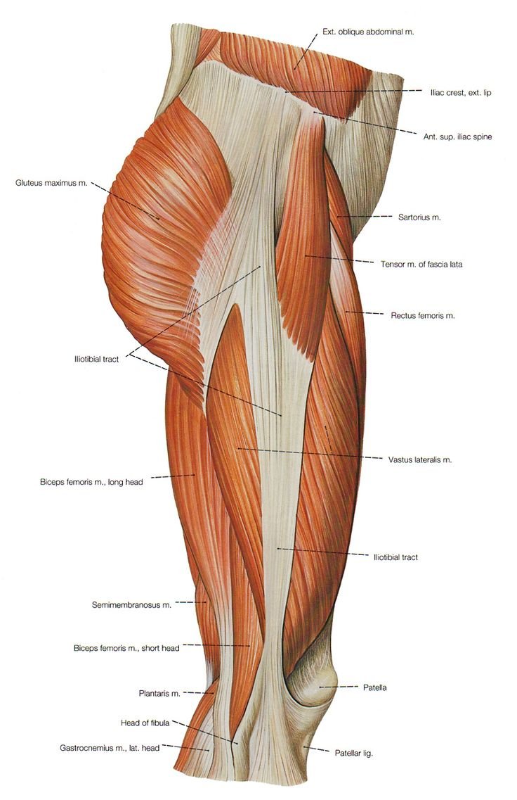 Латеральные мышцы бедра анатомия