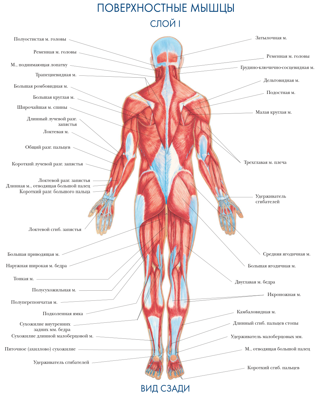 Мышцы орган человека. Название мышц вид сзади. Строение мышц человека сзади. Строение мышц человека спереди. Строение спины сзади у человека.