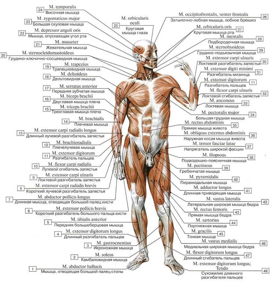 Мышцы человека вид спереди и сзади схема
