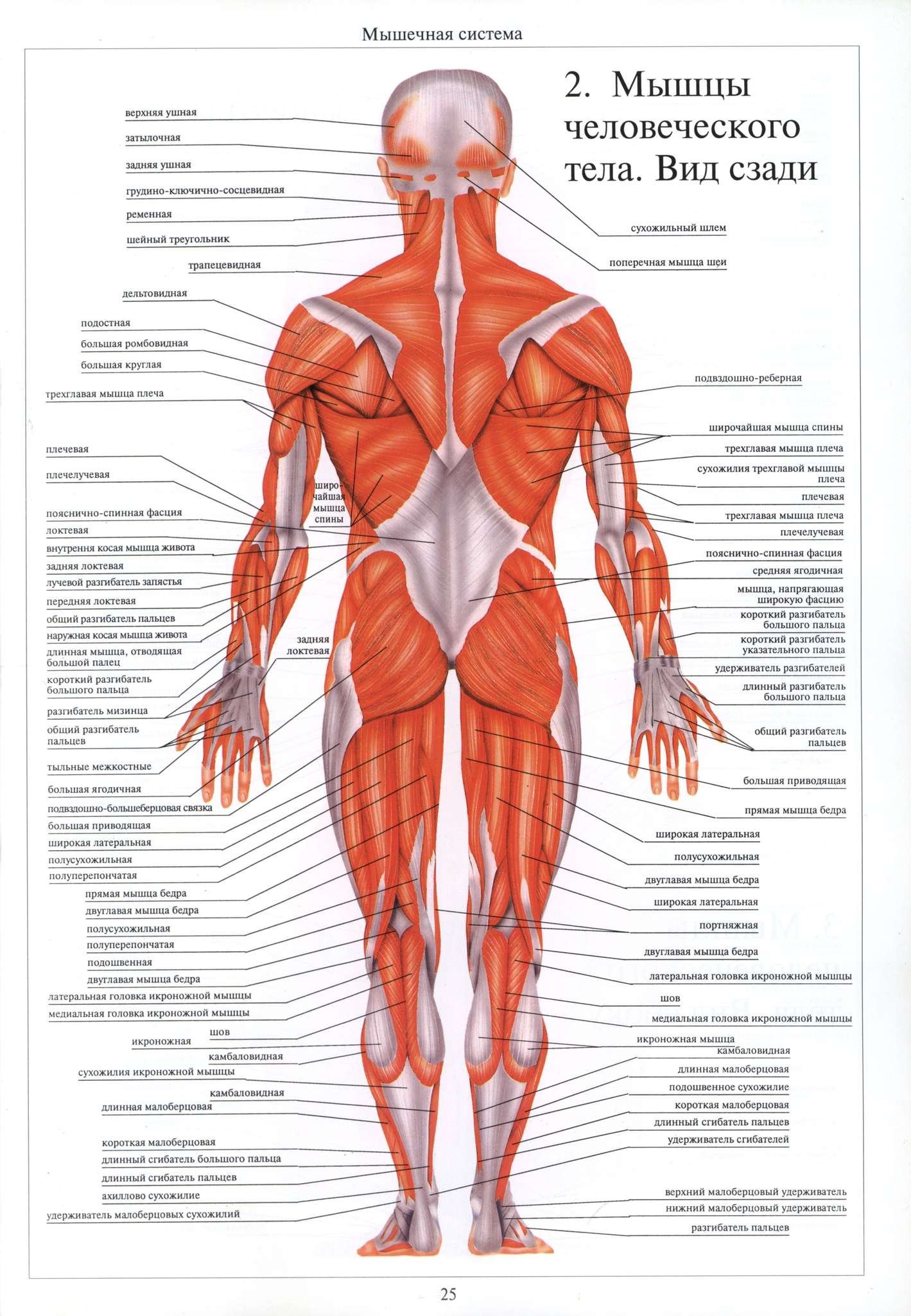 Строение мышц человека сзади