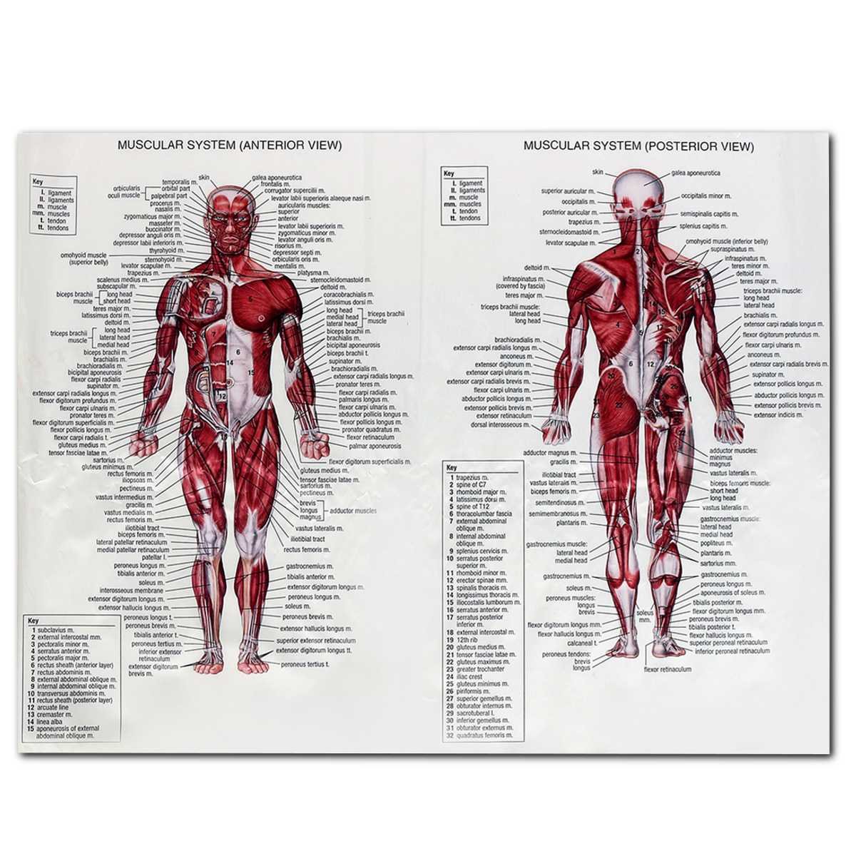 Мышцы анатомия человека ТЭ