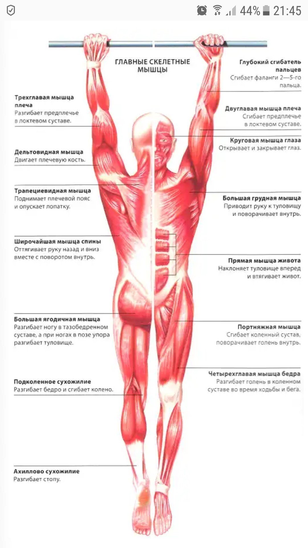 Функция каждой мышцы. Мышцы человека и их функции анатомия. Мышечный скелет человека с названиями мышц. Мышцы человека анатомия и их крепления. Скелетные мышцы.