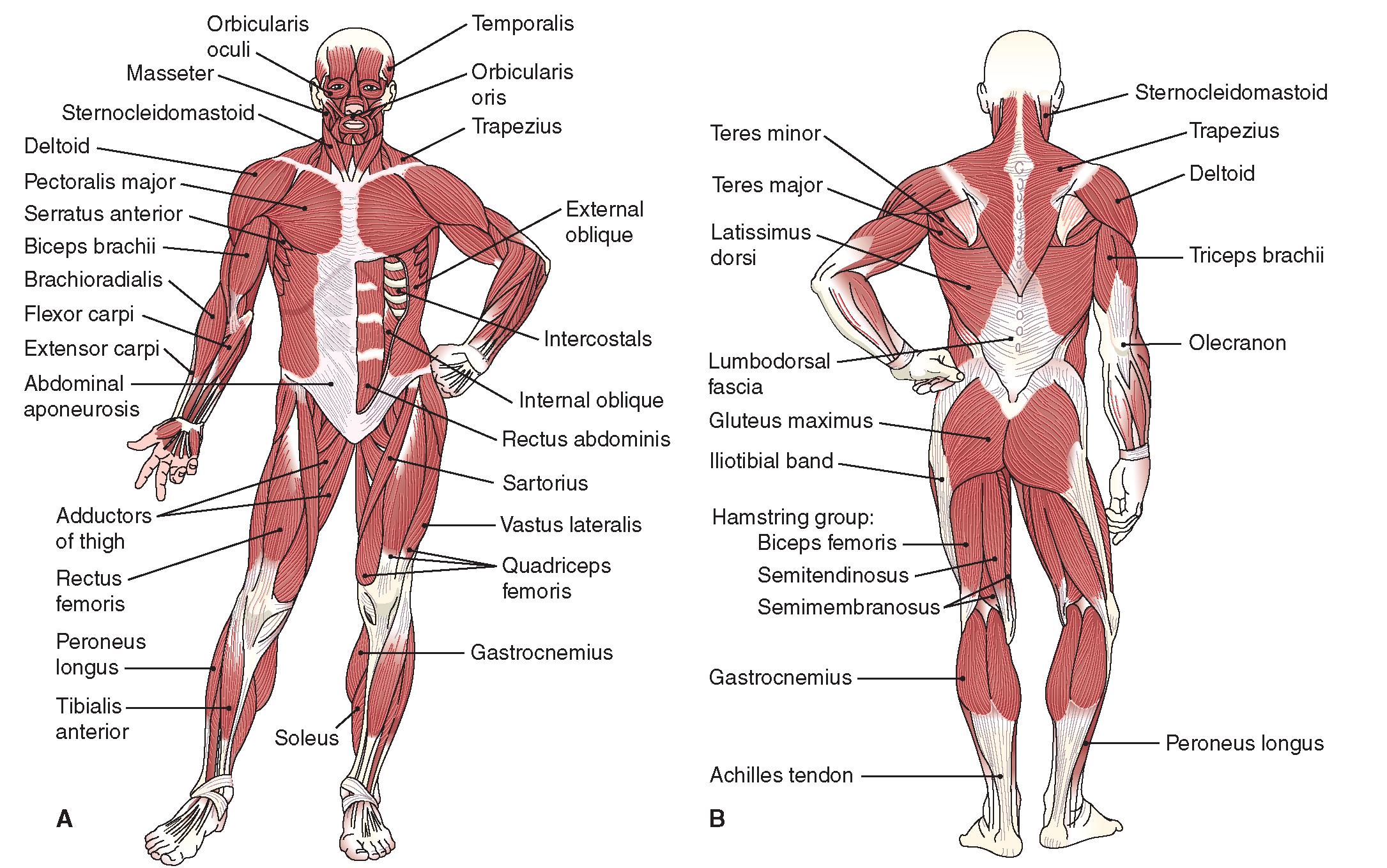 Описание мышц. Мышцы человека спереди и сзади. Строение мышц человека спереди и сзади. Мышцы туловища и конечностей спереди. Поверхностные скелетные мышцы вид спереди и сзади.
