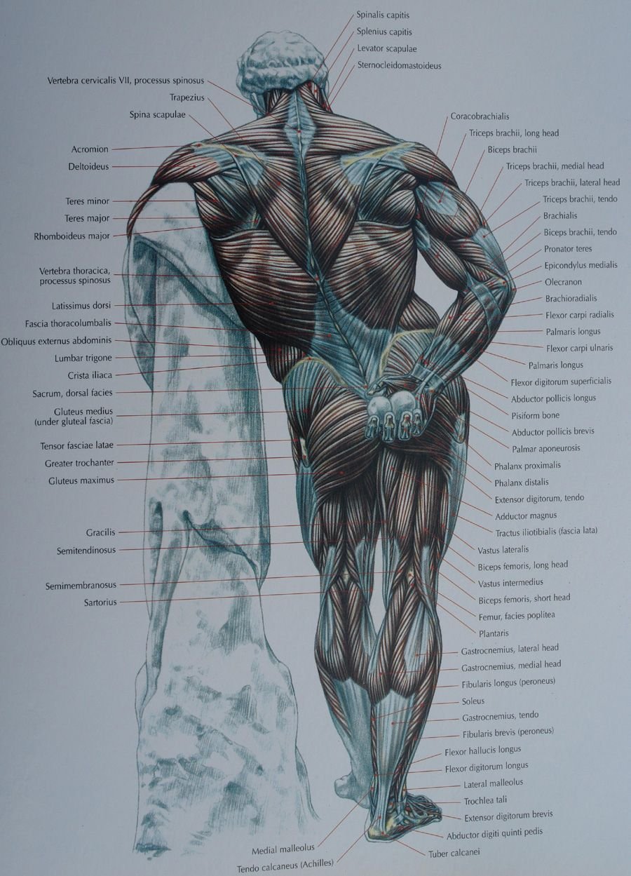 Атлас мышц человека Васильев