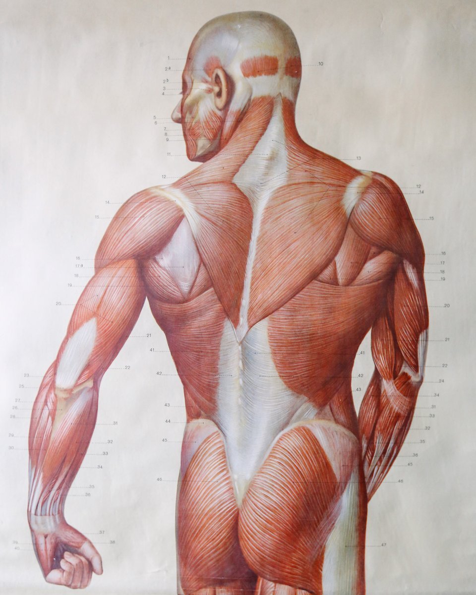 Пластическая анатомия мышцы