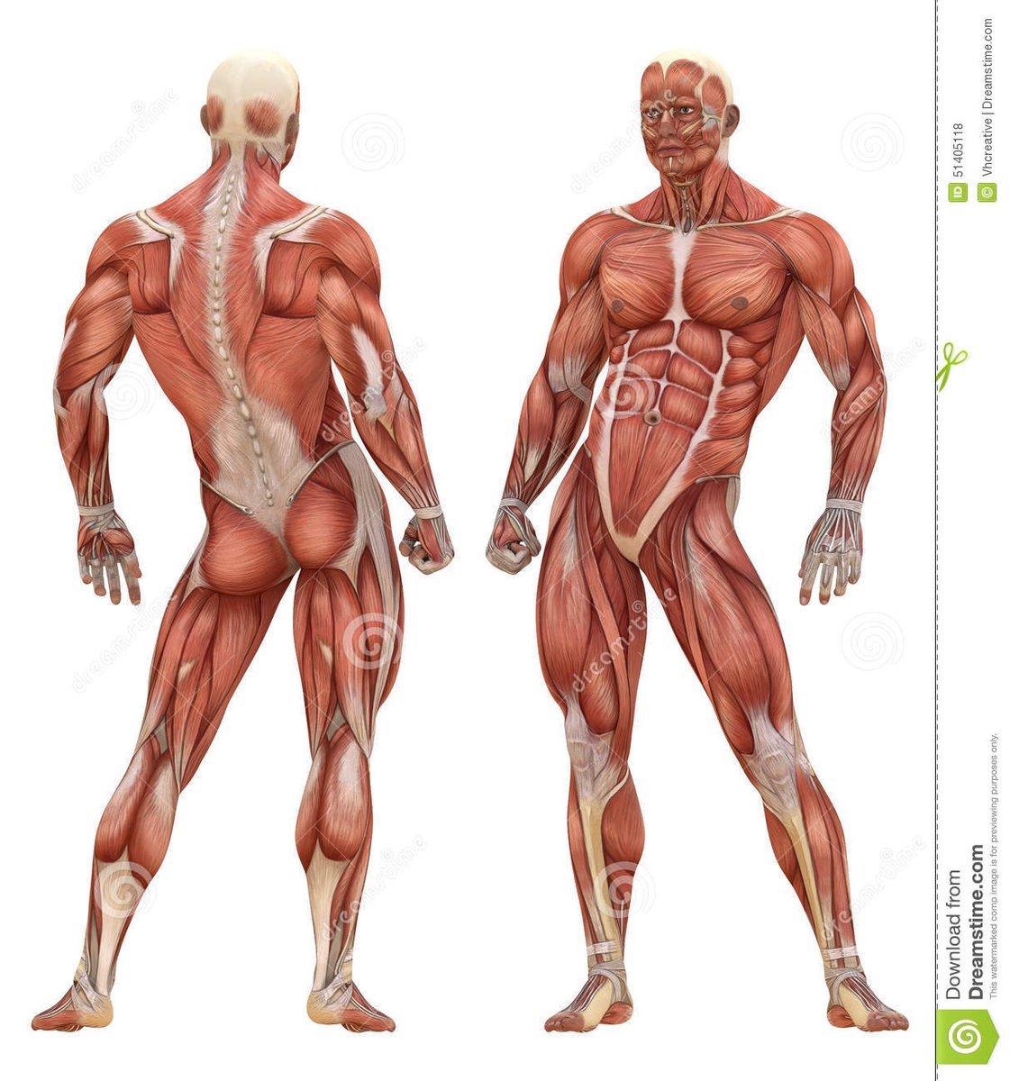 Мышцы человека с подписями