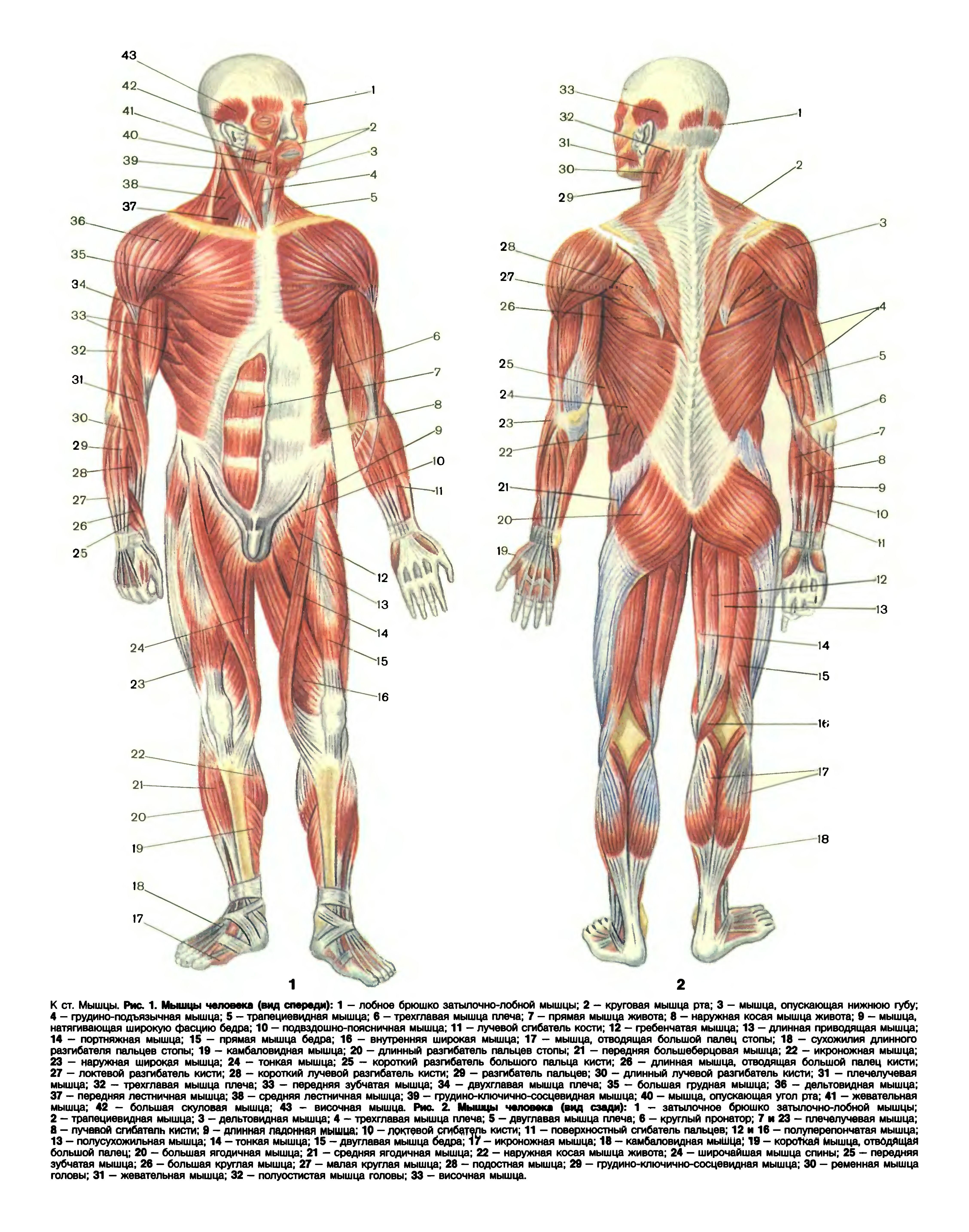 Анатомия человека атлас скелет и мышцы