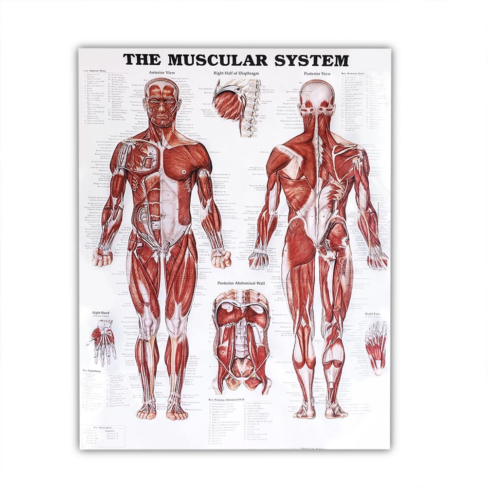 Эволюция мышечной системы