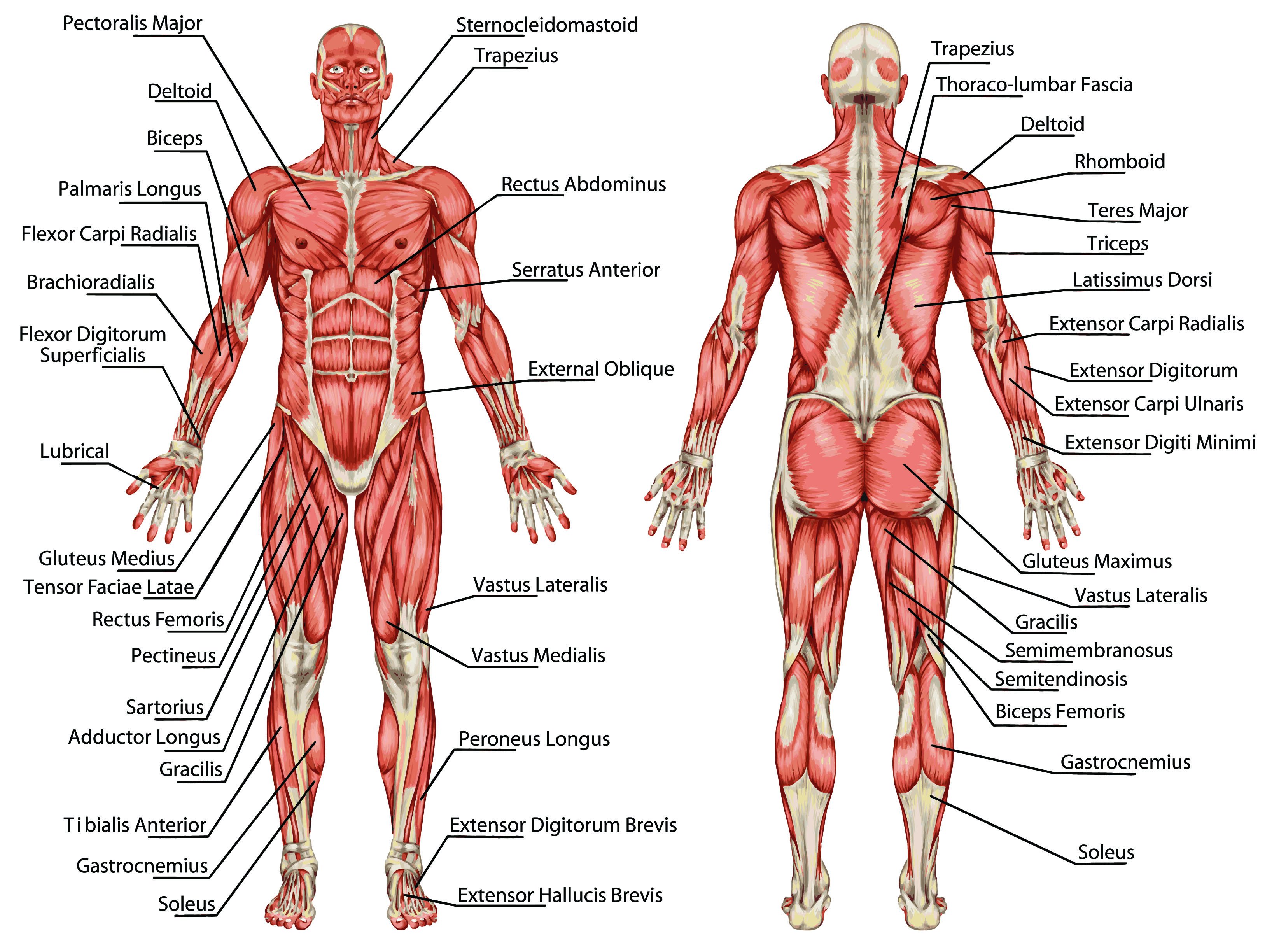 Мышечная система человека схема