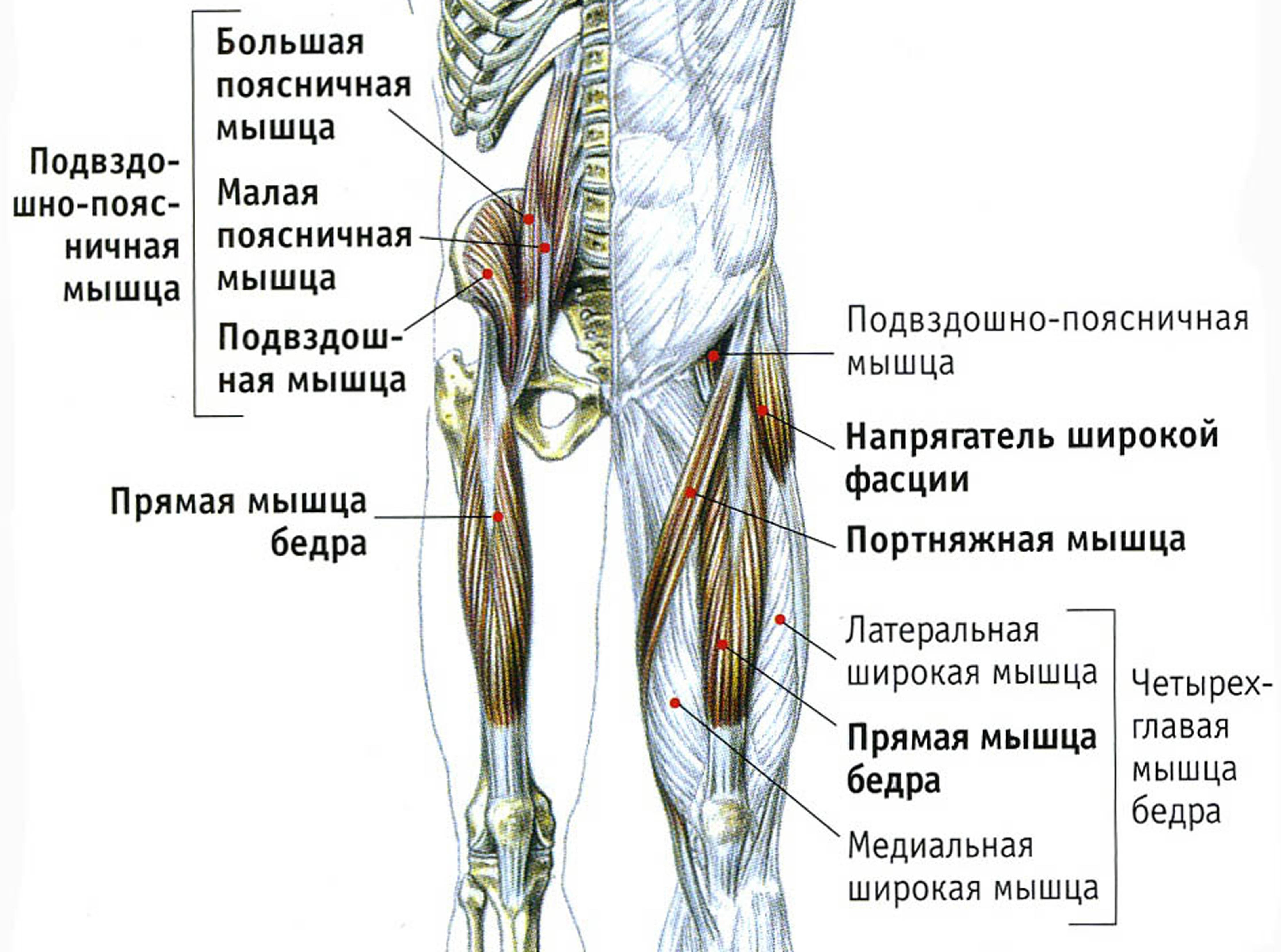 Мышцы в ляшках. Мышцы бедра сбоку. Мышцы бедра анатомия передняя поверхность бедра. Строение мышц тазобедренного сустава. Сухожилия тазобедренного сустава анатомия.