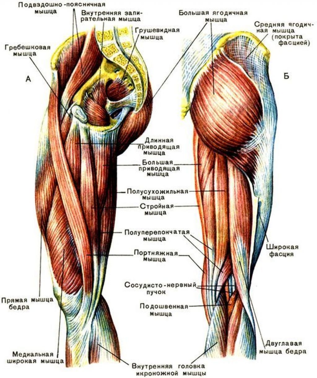 Медиальная группа мышц бедра анатомия