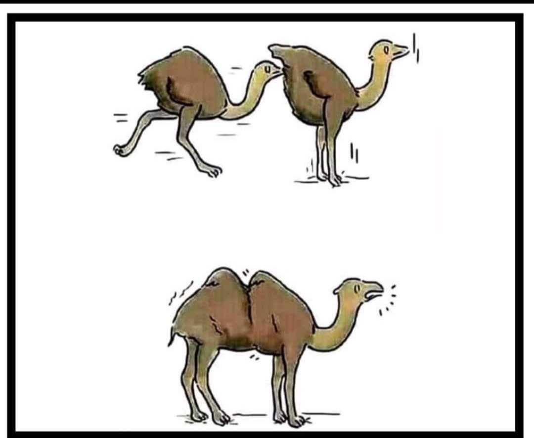 Верблюд араб карикатура