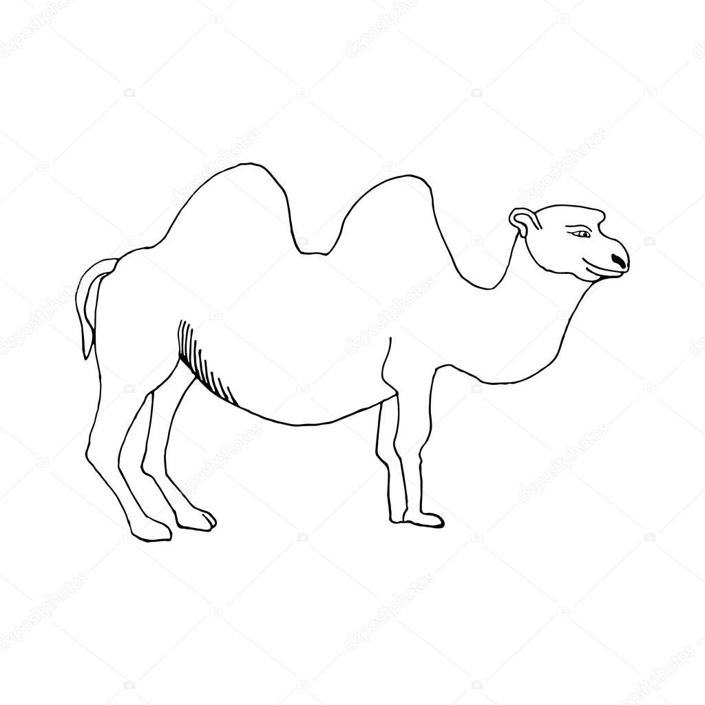 Верблюд из линий