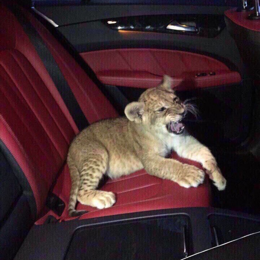 Львенок в машине