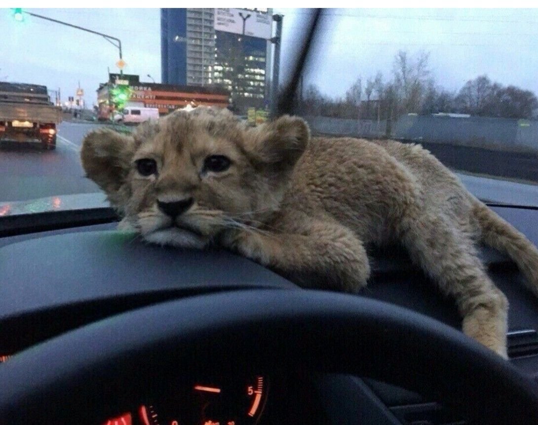Львенок в машине