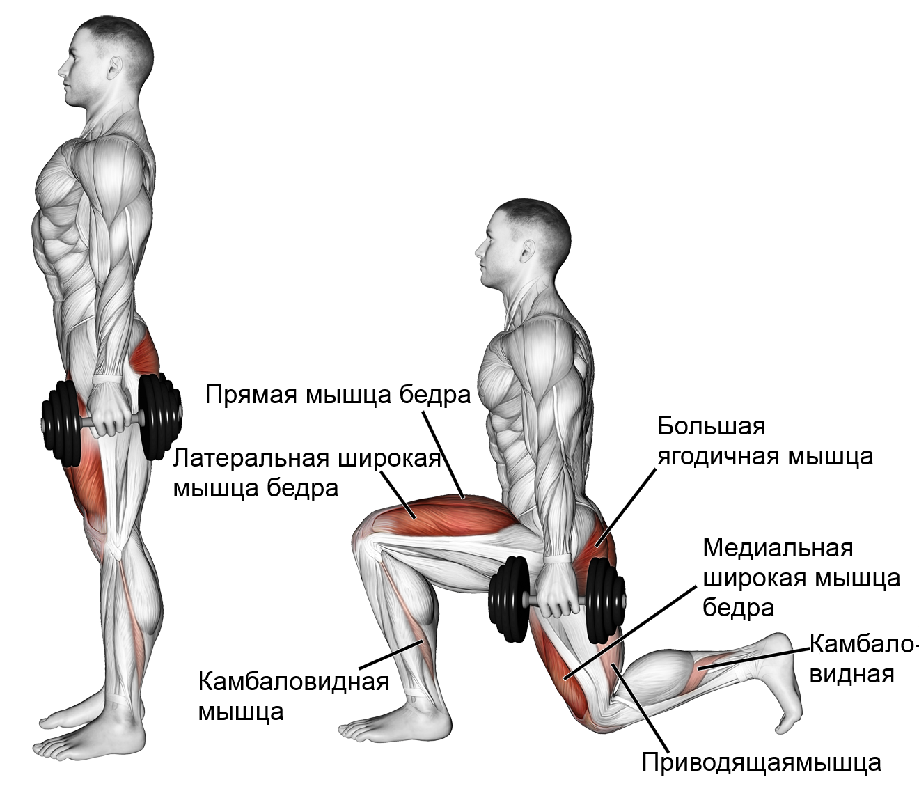 Упражнения для ног с гантелями для мужчин. Тренировки выпады упражнения схема. Выпады с гантелями для мужчин техника. Выпады группы мышц. Упражнения на ноги и ягодицы с гантелями для мужчин.