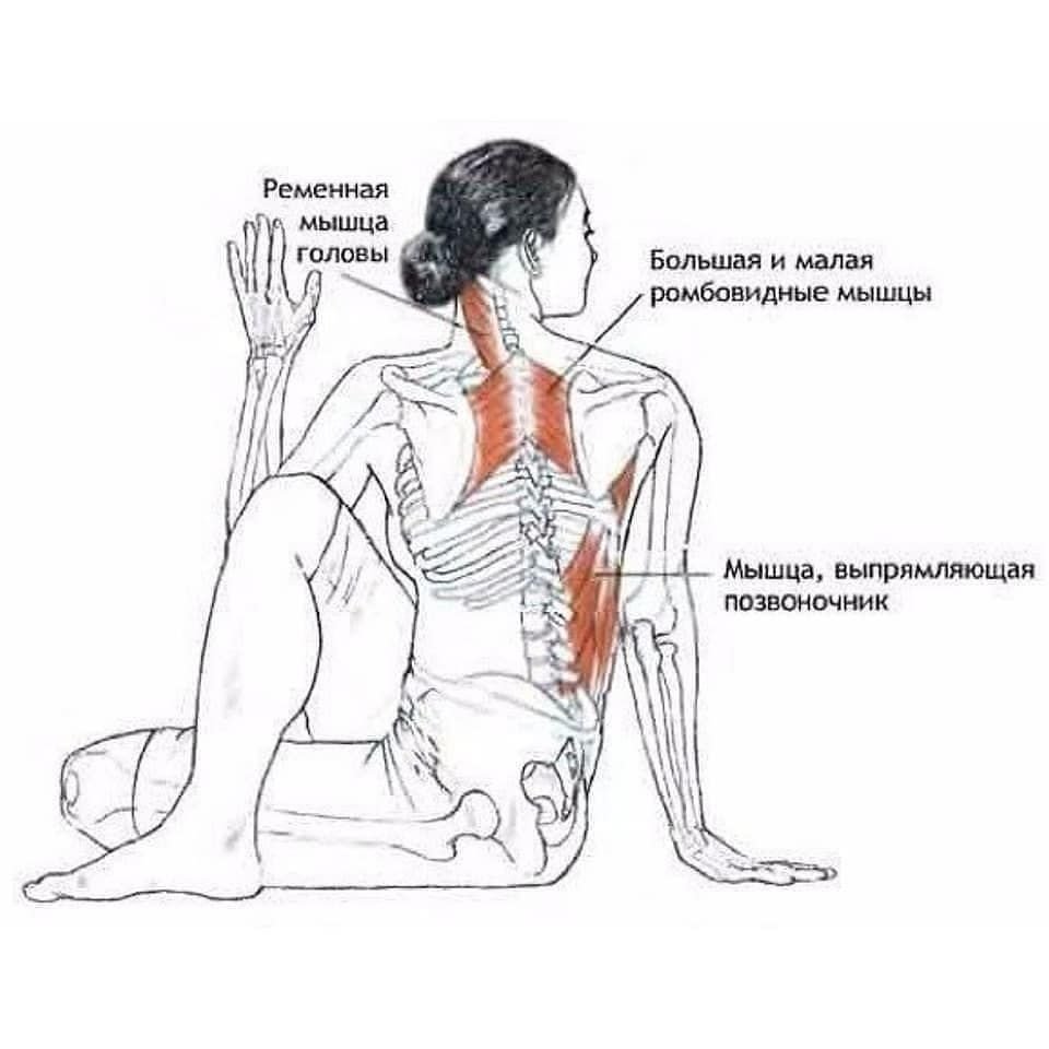 Прикрепления широчайшей мышцы спины